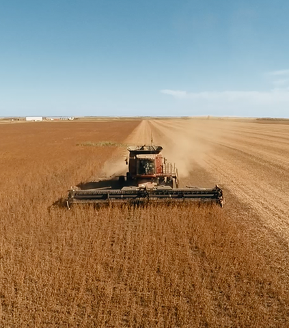 Tractor harvesting wheat in a field